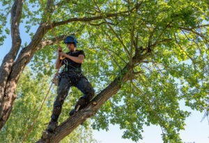 Tree Service 